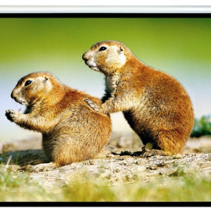Brateck Manual Projector Screen 2.0x1.5m (4:3 ratio)